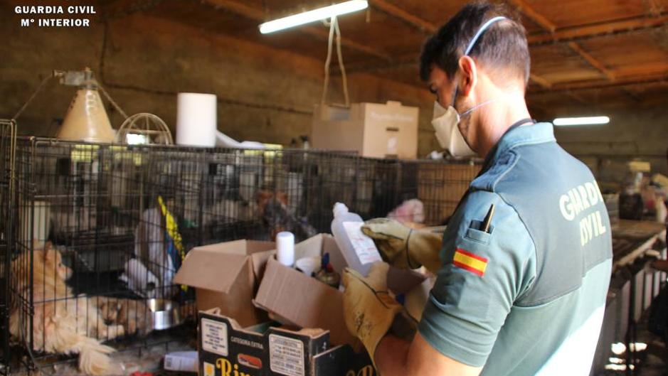 La Guardia Civil Rescata 544 Perros Hacinados En Una Nauseabunda Granja De Zaragoza