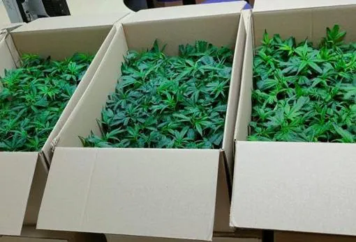 Marihuana en cajas encontrada en un control policial del Plan Ceres