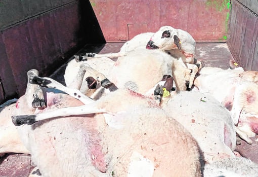 Resultado de una lobada en la comarca zamorana de Sayago