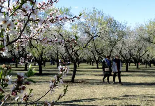 Almond trees in bloom in the Qinta de Los Molinos