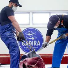 Ronqueo del atún en las instalaciones de Gadira, en Barbate