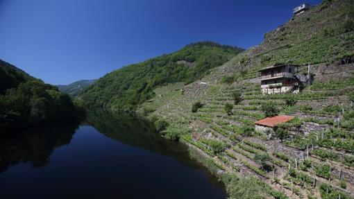 Zona de viñedos en Beselar, junto al Miño, en la Ribeira Sacra