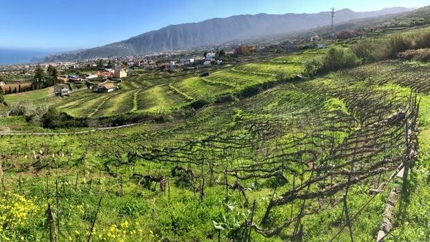 Viñedos en Tenerife