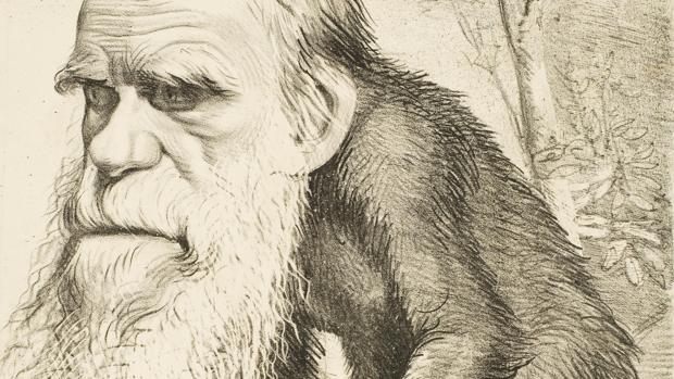 Caricatura de Darwin usada para desacrreditar su teoría de la evolución