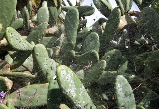 Cultivo de cochinillas sobre unas chumberas en la isla de la Palma