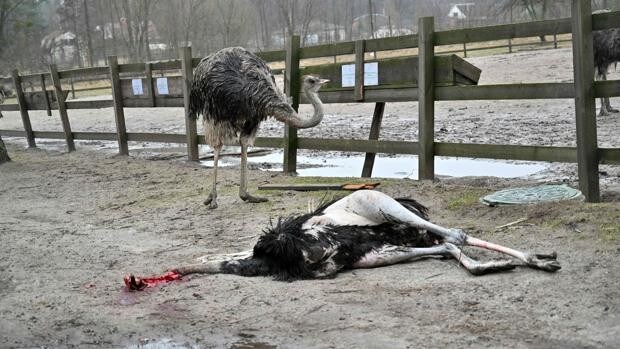 Ataques rusos matan al 30% de los animales de un zoo cerca de Kiev