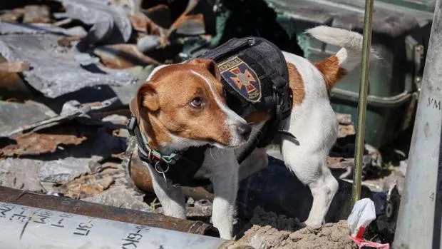 Zelensky premia con la medalla de honor a Patrón, un perro artificiero que detecta bombas en Ucrania