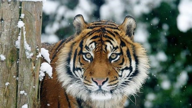 Ha mejorado la forma en que se realizan los censos de tigres y se han adoptado más medidas de protección en distintos países asiáticos