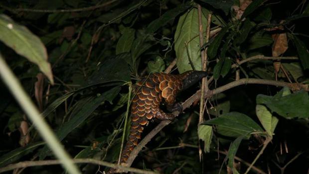 Pangolín