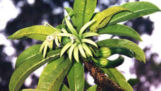 Polyscias waimeae
