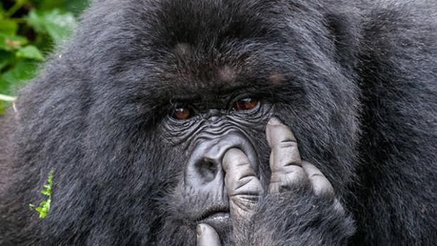 Alrededor del 60% de las 504 especies conocidas de primates están amenazadas de extinción