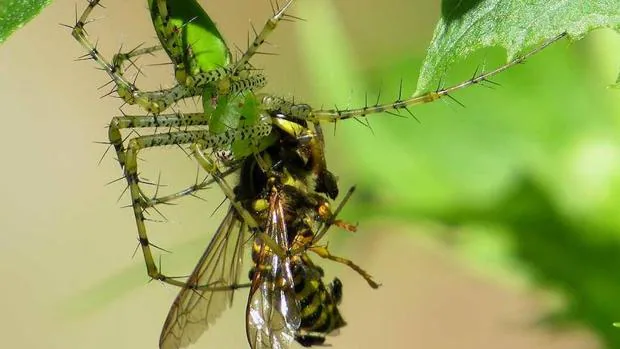 Las Aranas Comen Mas Insectos Que Carne Y Pescado Los Humanos Cada Ano