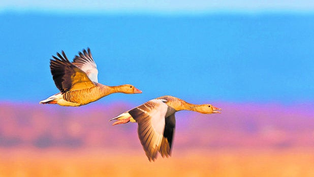 Más de 60.000 aves han cruzado, hasta el mes de agosto, el Pirineo aragonés