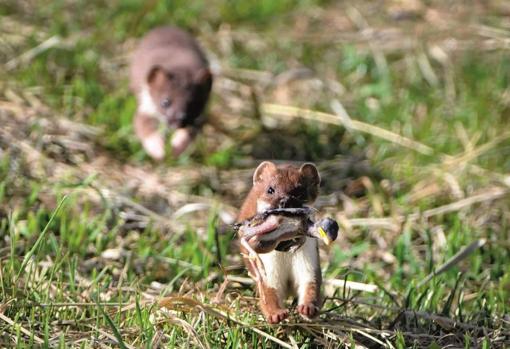 Los mamíferos introducidos depredan aves