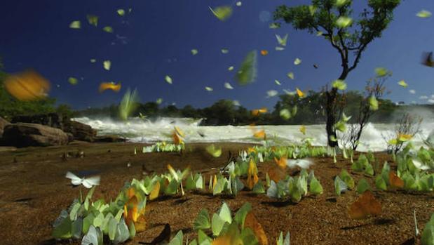 Muchas especies regresan a una selva que fue devastada décadas después