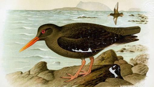 Ilustración de Henrik Gronvold datada en 1914