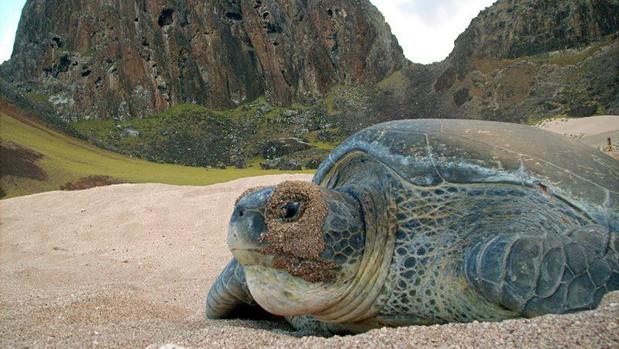 Brasil protege casi 1 millón de kilómetros cuadrados de extraordinaria biodiversidad en el Atlántico