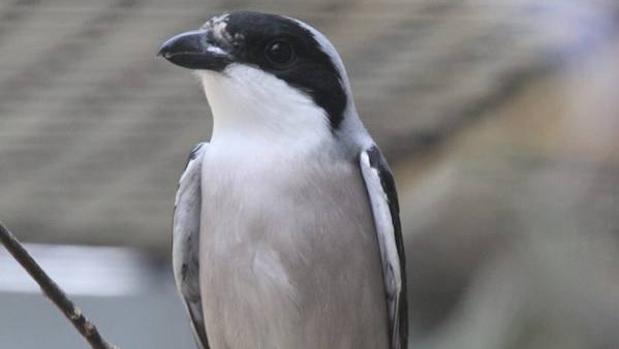 El Gobierno declara a estas 7 especies en peligro crítica de extinción