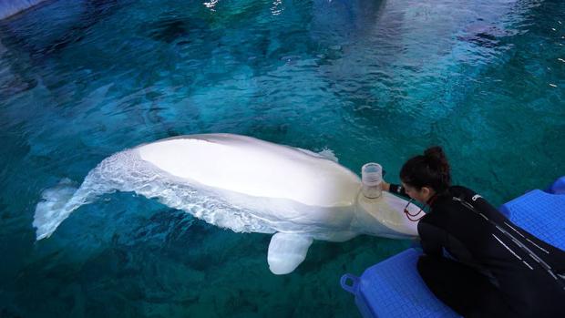 Estudian la tolerancia al cambio climático de las belugas