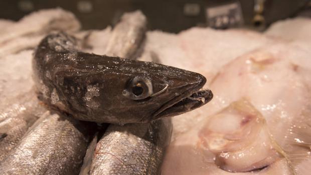 ¿Cuáles son las especies que se capturan más a menudo de forma involuntaria?