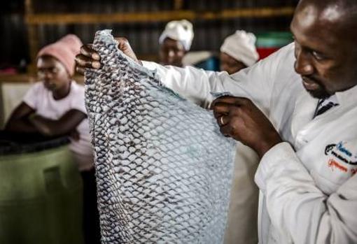 Seis innovadoras soluciones para acabar con el hambre
