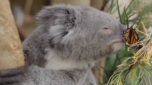 Piden que se reconozcan una serie de derechos para la naturaleza