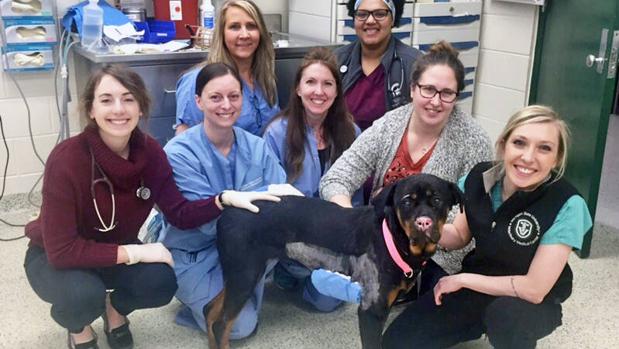 El poder de sanación de la piel de pescado que ha devuelto la esperanza a una perrita de Rottweiler