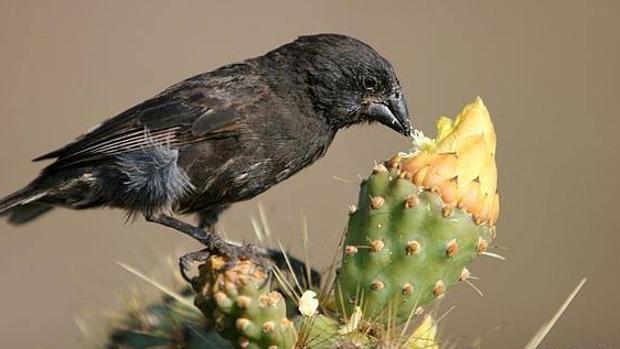Los pinzones de Darwin cantan menos al amor por una plaga que deforma sus picos