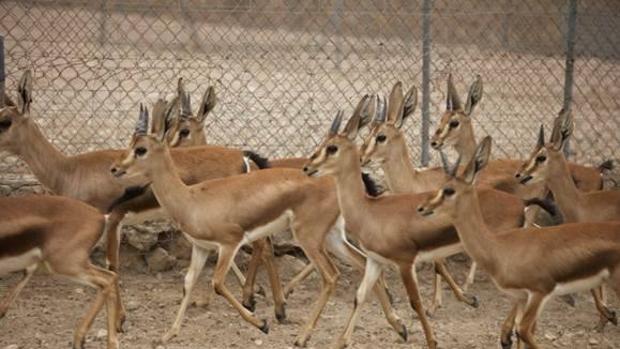 Namibia subastará un millar de animales silvestres para evitar que mueran de hambre