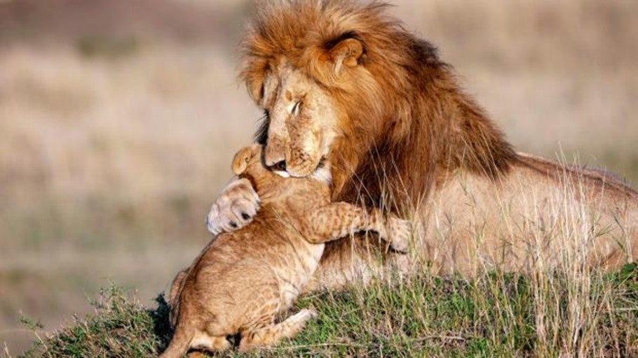 Imagenes De Leonas Con Sus Cachorros