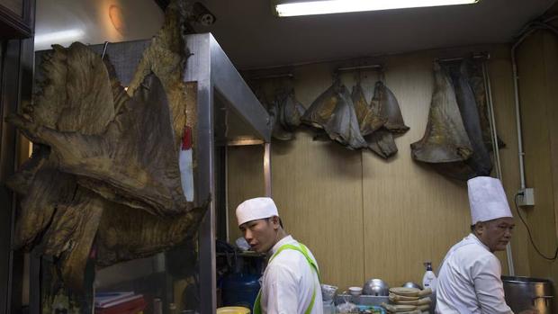 Canadá se convierte en el primer país que prohíbe la importación y distribución de aletas de tiburón