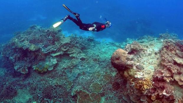 Imagen de archivo de una formación de coral