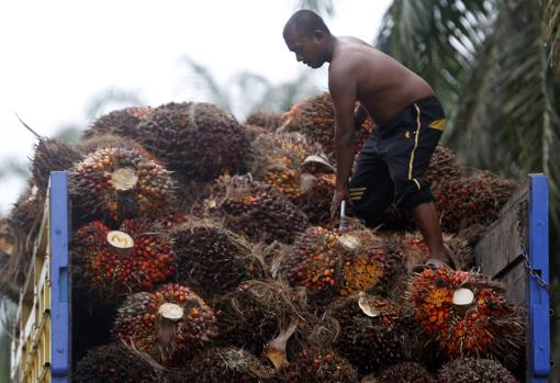 Indonesia emplea elefantes domesticados para mediar con los salvajes en su batalla con los humanos