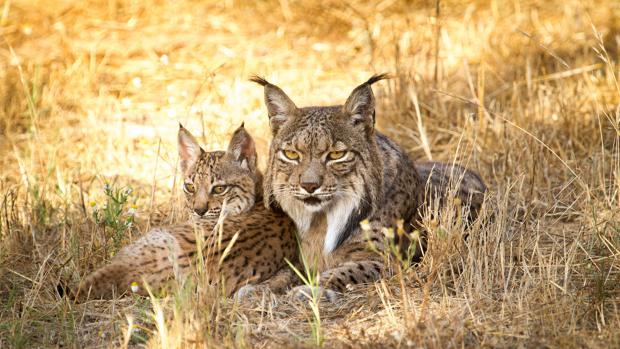 Ejemplares del programa de conservación ex-situ del lince ibérico