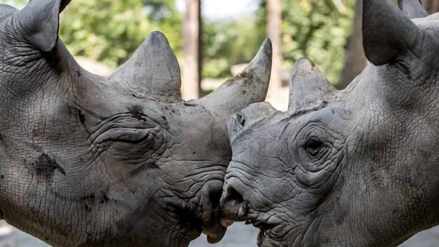 Sudáfrica sigue reduciendo la caza furtiva de rinocerontes