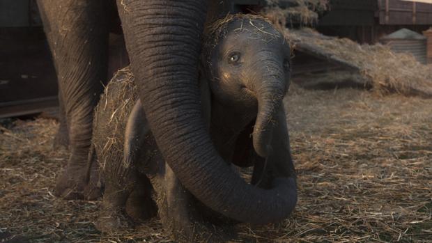 dumbo 2019 peluche