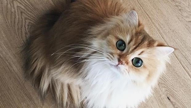 Instagram El Gato Mas Mono Del Mundo Tiene Instagram Y Casi