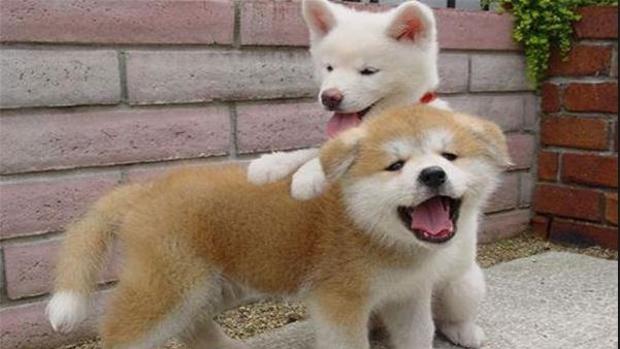 Putin no quiere más mascotas rechaza el regalo de un cachorro de raza