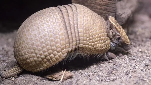 Dispara a un armadillo, la bala rebota en el animal y acaba herido en