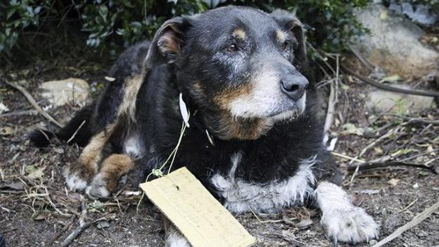 La Entranable Historia Del Perro Perdido Que Se Convirtio En Heroe