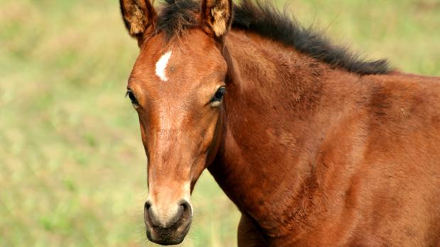 Imagen de un caballo