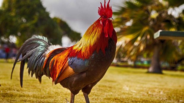 El Extrano Caso Del Gallo Condenado A Muerte En Suiza