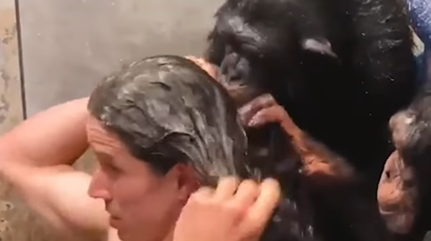 Momento en el que los animales ayudan a su dueño