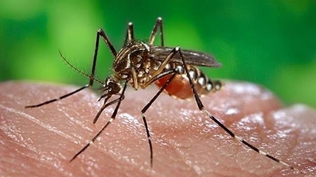 Mosquito del dengue
