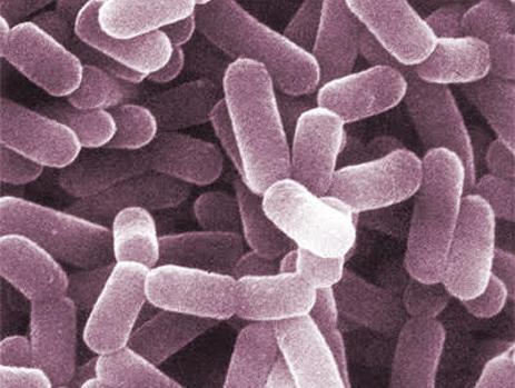Lactobacillus