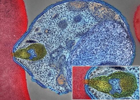modelos de malaria en roedores información sobre enfermedades humanas y biología de parásitos