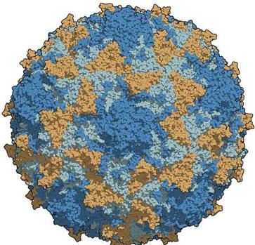 Poliovirus