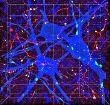 Conexiones sinápticas (en verde) entre neuronas medulares (en azul) y axones corticoespinales (en rojo)