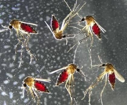 Las picaduras de los mosquitos pueden afectar a nuestro sistema inmune durante días