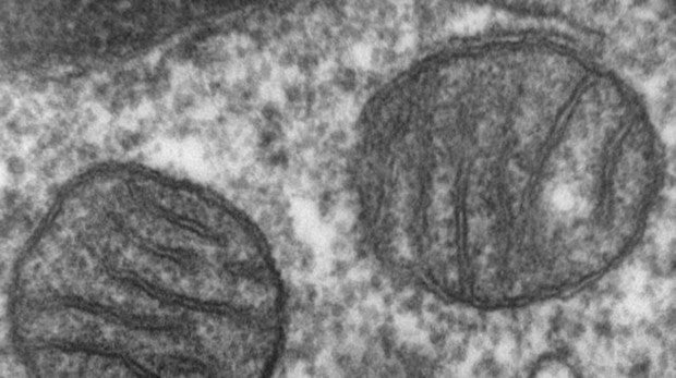 Mitocondrias